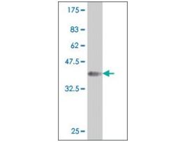 ANTI-HOXA5 antibody produced in mouseclone 2H5, purified immunoglobulin, buffered aqueous solution