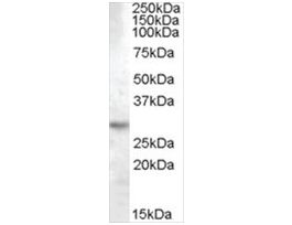 Anti-14-3-3 TAU/YWHAQ antibody produced in goataffinity isolated antibody, buffered aqueous solution