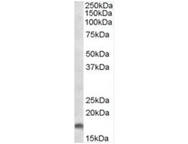 Anti-AIF1/IBA1 (Isoforms 1 and 3) (AB1) antibody produced in goataffinity isolated antibody, buffered aqueous solution