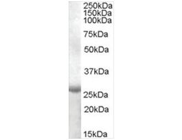 Anti-APOBEC2 (AA 180-190) antibody produced in goataffinity isolated antibody, buffered aqueous solution