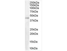 Anti-Arrestin beta2 antibody produced in goataffinity isolated antibody, buffered aqueous solution