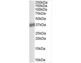 Anti-CD274/PD-L1 antibody produced in goataffinity isolated antibody, buffered aqueous solution