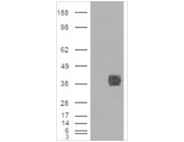 Anti-CD32/FCGR2B antibody produced in goataffinity isolated antibody, buffered aqueous solution