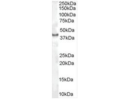 Anti-CDX2 antibody produced in goataffinity isolated antibody, buffered aqueous solution
