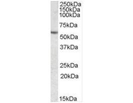 Anti-CES1 antibody produced in goataffinity isolated antibody, buffered aqueous solution