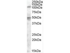 Anti-ERAP2 antibody produced in goataffinity isolated antibody, buffered aqueous solution
