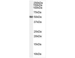 Anti-FADS1 antibody produced in goataffinity isolated antibody, buffered aqueous solution
