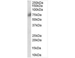 Anti-FGFR1 antibody produced in goataffinity isolated antibody, buffered aqueous solution