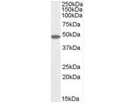 Anti-Flotillin 2/FLOT2, C-Terminal antibody produced in goataffinity isolated antibody, buffered aqueous solution