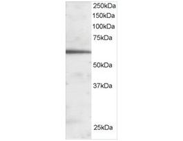 Anti-FOXA2/HNF3B antibody produced in goataffinity isolated antibody, buffered aqueous solution