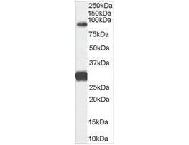 Anti-FOXP2 (Internal) antibody produced in goataffinity isolated antibody, buffered aqueous solution