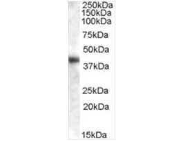 Anti-GOT1 (AA 157-167) antibody produced in goataffinity isolated antibody, buffered aqueous solution
