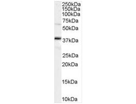 Anti-OCT4/POU5F1 antibody produced in goataffinity isolated antibody, buffered aqueous solution