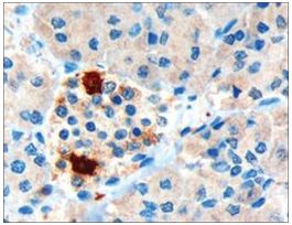 Anti-Pancreatic polypeptide/PPY antibody produced in goataffinity isolated antibody, buffered aqueous solution