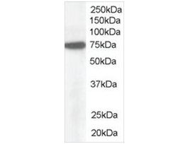 Anti-Pericentrin 1 /NUP85 antibody produced in goataffinity isolated antibody, buffered aqueous solution