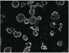Anti-Perilipin, C-Terminal antibody produced in goataffinity isolated antibody, buffered aqueous solution