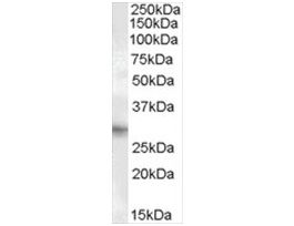 Anti-PRRX1 antibody produced in goataffinity isolated antibody, buffered aqueous solution