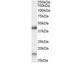 Anti-RAMP1 (C-Term) antibody produced in goataffinity isolated antibody, buffered aqueous solution