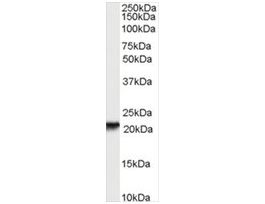 Anti-RBP4 antibody produced in goataffinity isolated antibody, buffered aqueous solution