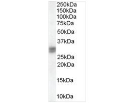 Anti-SIAH1 antibody produced in goataffinity isolated antibody, buffered aqueous solution