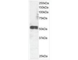 Anti-TFEB, N-Terminal antibody produced in goataffinity isolated antibody, buffered aqueous solution