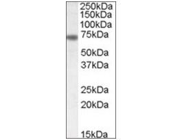 Anti-NTN1 (C-terminal) antibody produced in goataffinity isolated antibody, buffered aqueous solution