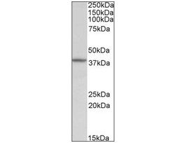 Anti-DCN antibody produced in goataffinity isolated antibody, buffered aqueous solution