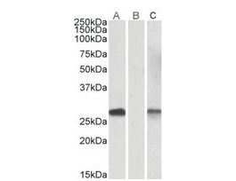 Anti-DYDC1 antibody produced in goataffinity isolated antibody, buffered aqueous solution