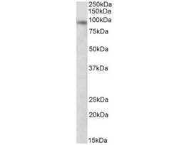 Anti-DTX3 antibody produced in goataffinity isolated antibody, buffered aqueous solution