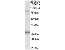 Anti-GPRIN3 antibody produced in goataffinity isolated antibody, buffered aqueous solution