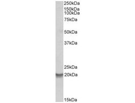 Anti-BCL2A1 antibody produced in goataffinity isolated antibody, buffered aqueous solution