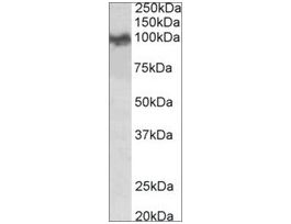 Anti-App (N-terminal) antibody produced in goataffinity isolated antibody, buffered aqueous solution