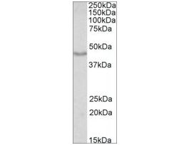 Anti-DCX antibody produced in goataffinity isolated antibody, buffered aqueous solution