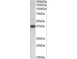 Anti-IDH3A (C-terminal) antibody produced in goataffinity isolated antibody, buffered aqueous solution