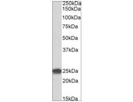 Anti-PSMB4 antibody produced in goataffinity isolated antibody, buffered aqueous solution