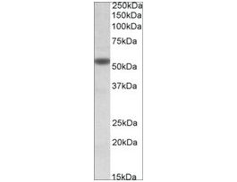 Anti-CHRNA5 antibody produced in goataffinity isolated antibody, buffered aqueous solution