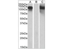 Anti-CDH11 antibody produced in goataffinity isolated antibody, buffered aqueous solution