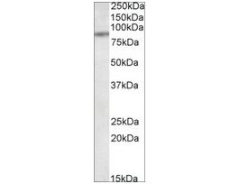 Anti-TAP1 antibody produced in goataffinity isolated antibody, buffered aqueous solution