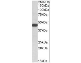 Anti-SDF4 antibody produced in goataffinity isolated antibody, buffered aqueous solution