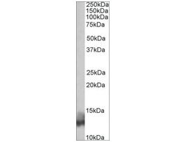Anti-PLN (N-terminal) antibody produced in goataffinity isolated antibody, buffered aqueous solution