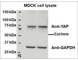 Anti-YAP1 antibody produced in goataffinity isolated antibody, buffered aqueous solution