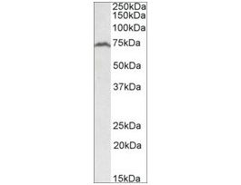 Anti-RFX5 antibody produced in goataffinity isolated antibody, buffered aqueous solution