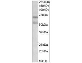 Anti-CNR1 antibody produced in goataffinity isolated antibody, buffered aqueous solution