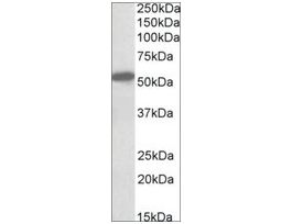 Anti-CNR1 (N-terminal) antibody produced in goataffinity isolated antibody, buffered aqueous solution