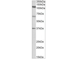 Anti-CP110 (N-terminal) antibody produced in goataffinity isolated antibody, buffered aqueous solution