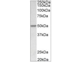 Anti-PDCD4 antibody produced in goataffinity isolated antibody, buffered aqueous solution