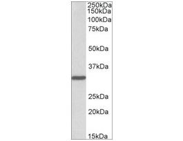 Anti-PCNA antibody produced in goataffinity isolated antibody, buffered aqueous solution