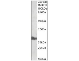 Anti-APOA1 antibody produced in goataffinity isolated antibody, buffered aqueous solution