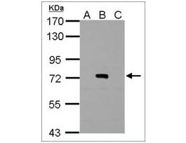 Anti-NS3 antibody produced in rabbitaffinity isolated antibody, buffered aqueous solution