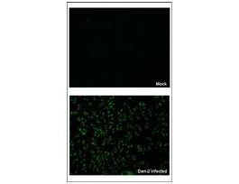Anti-NS1 antibody produced in rabbitaffinity isolated antibody, buffered aqueous solution